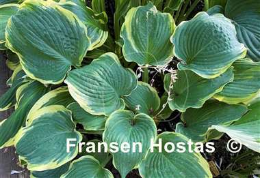 Hosta Medieval Age